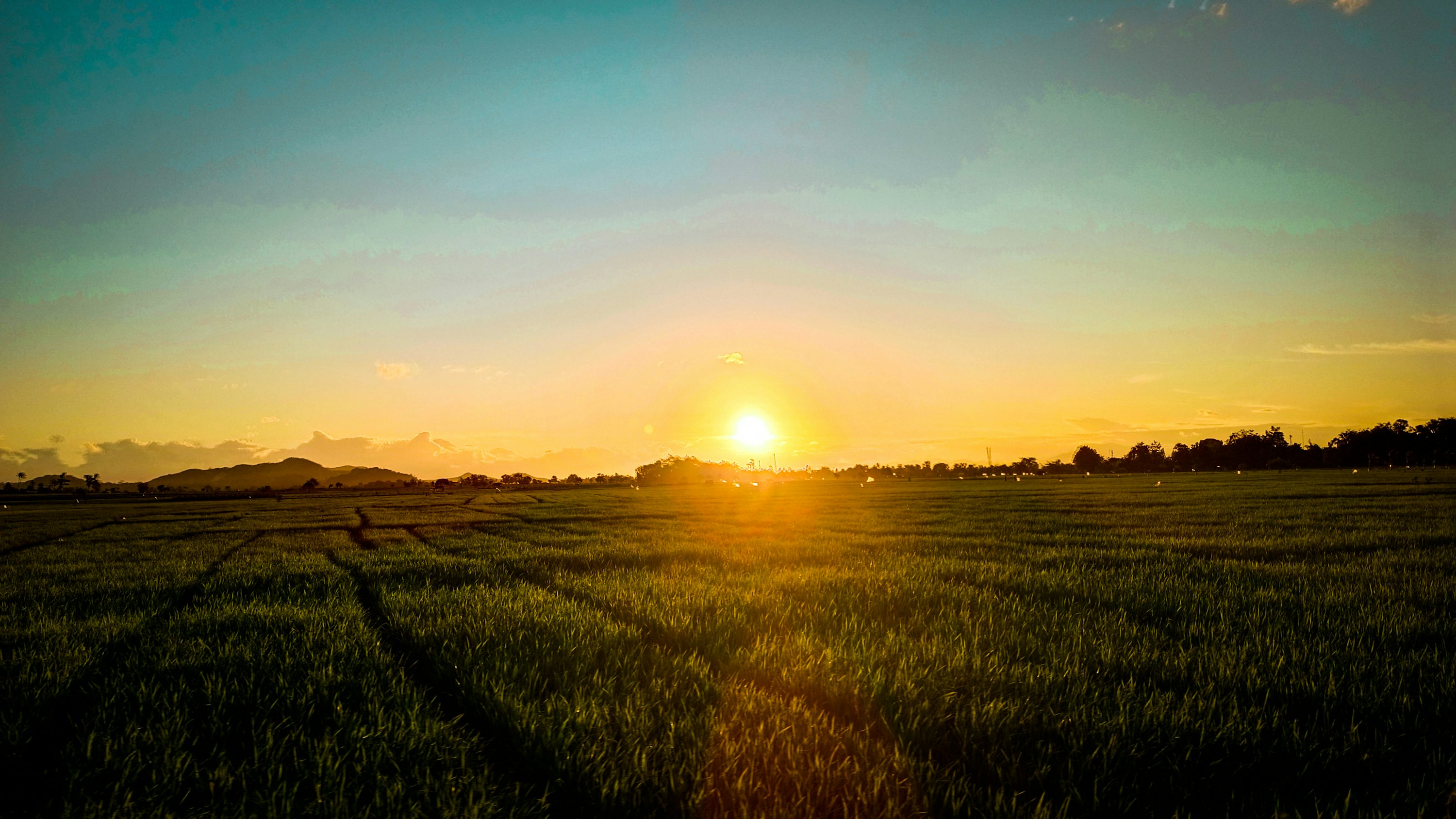 Egyptian agricultural farm